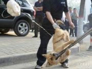 四川“殺狗令”：野犬/烈性犬/大型犬統(tǒng)統(tǒng)干掉