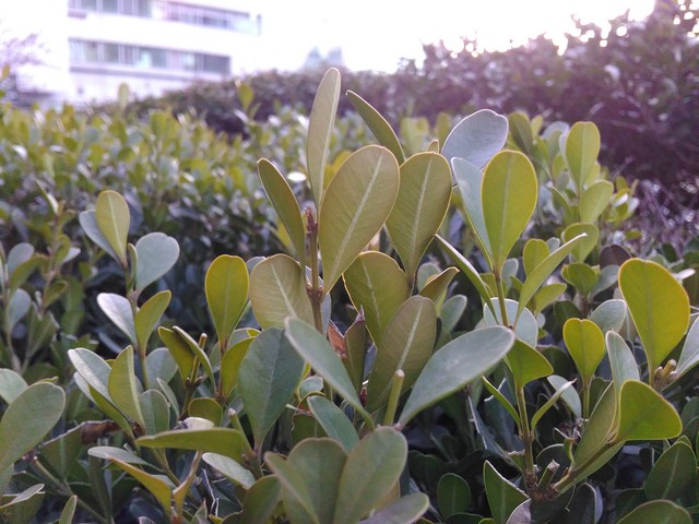 指紋識(shí)別800萬像素拍照 TCL樂玩2C評(píng)測 