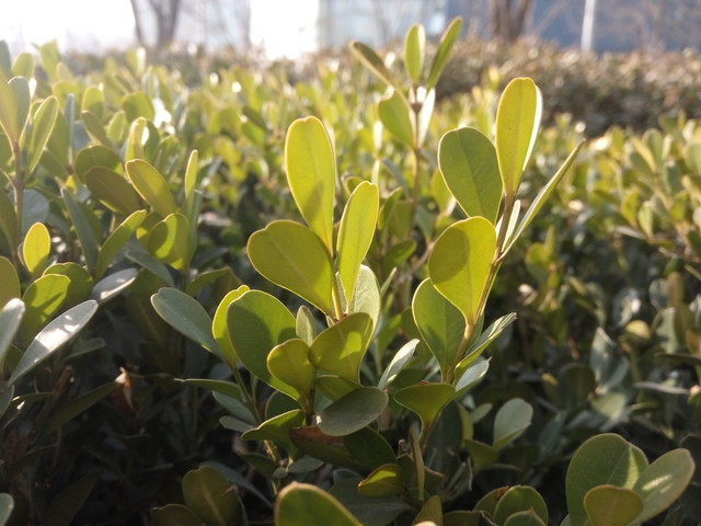 誰更好用? 魅藍(lán)metal/紅米Note 3對比 
