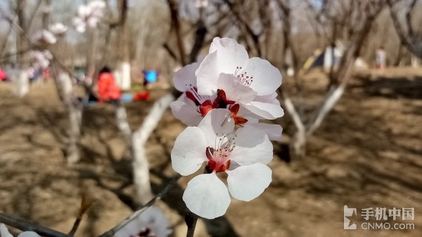 金立S8精彩样张赏析(2)_金立S8第2张图