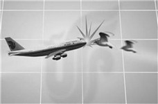 無(wú)人機(jī)多功能卻慘遭禁止？誤撞飛機(jī)留后患