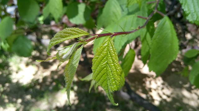 樂(lè)視手機(jī)2拍照樣張2