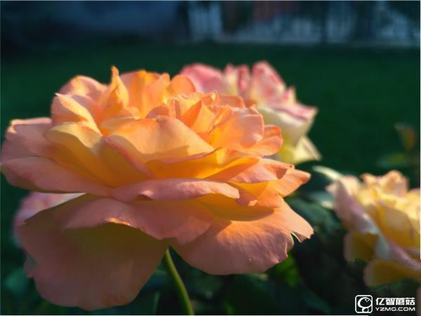 699元紅米3S深度評測：驍龍430、MIUI 8是亮點(diǎn)