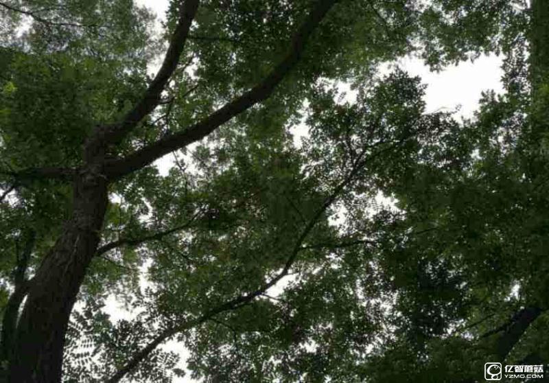榮耀8上手體驗(yàn)評測：雙玻璃能否突圍金屬時(shí)代?