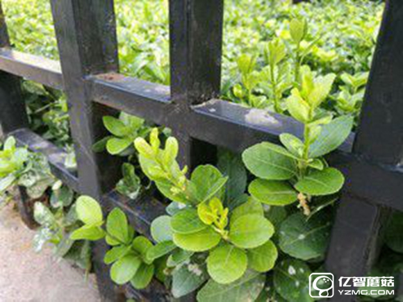 適合手機(jī)推薦 標(biāo)題待定     （不發(fā)布） 