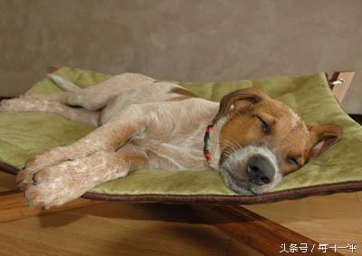 寧愿賣雞排也不搞互聯(lián)網(wǎng)的臺(tái)灣怎么了？
