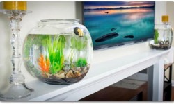 GravityFlow2自動換水魚缸：養(yǎng)魚不用換水