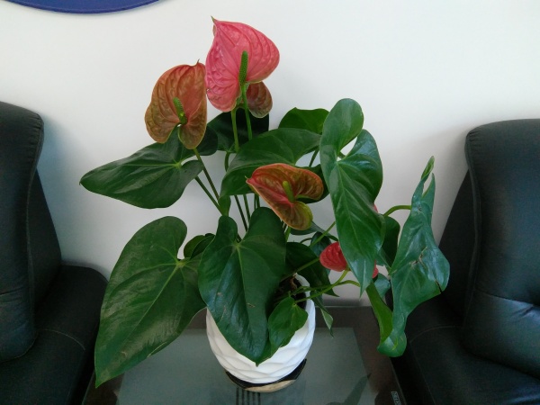 ZUK Z2和紅米Pro拍照哪個(gè)好？樣張區(qū)別對比