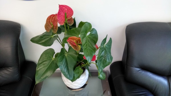 ZUK Z2和紅米Pro拍照哪個(gè)好？樣張區(qū)別對比