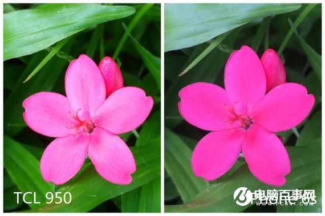 文藝范商務(wù)旗艦 TCL 950詳細(xì)評(píng)測(cè)