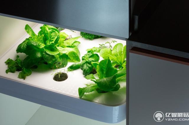 別羨慕人家別墅有菜園 這個(gè)農(nóng)場能放到你家里！