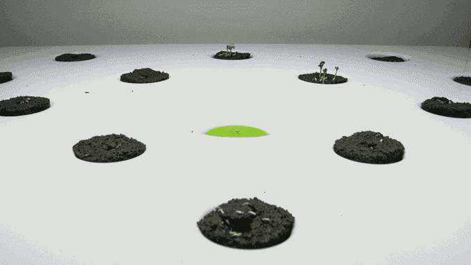 別羨慕人家別墅有菜園 這個(gè)農(nóng)場能放到你家里！