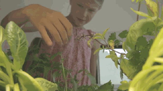 別羨慕人家別墅有菜園 這個(gè)農(nóng)場能放到你家里！