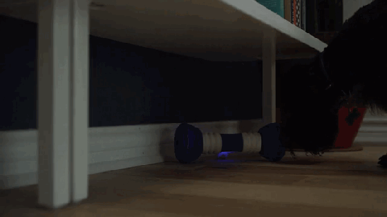 汪星人愛死它了！這根骨頭能和它們玩捉迷藏