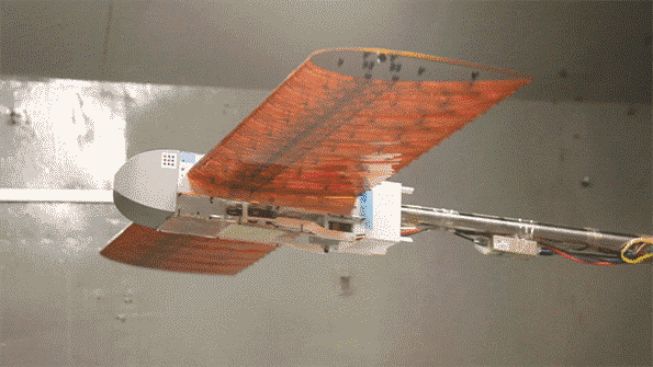 MIT研發(fā)新型飛機機翼 不像飛機像個鳥