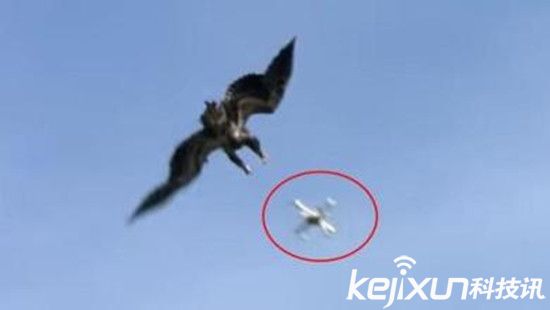 法國軍方訓(xùn)練老鷹抓無人機(jī) 防止進(jìn)入敏感地帶
