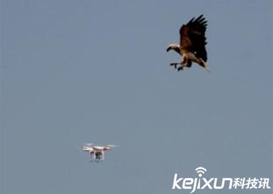 法國軍方訓(xùn)練老鷹抓無人機(jī) 防止進(jìn)入敏感地帶