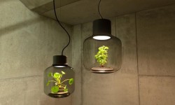 能種綠植的密封燈具 不用打理照樣長(zhǎng)得旺盛