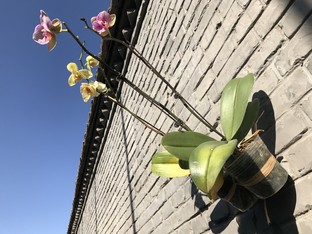 華為P10 Plus拍照把iPhone 7P越甩越遠(yuǎn) 
