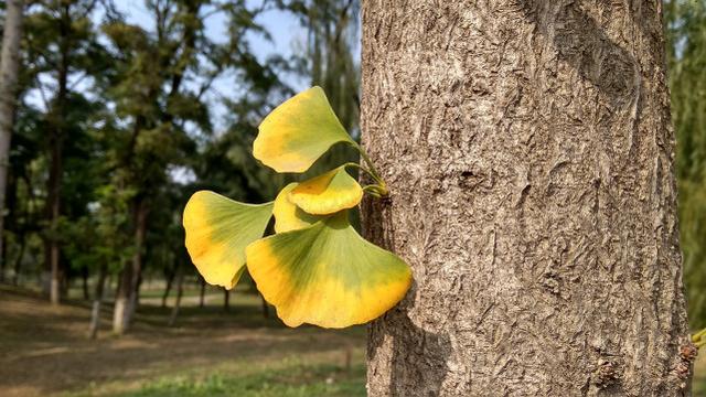 紅米5A評測 599元紅米5A值得買嗎？