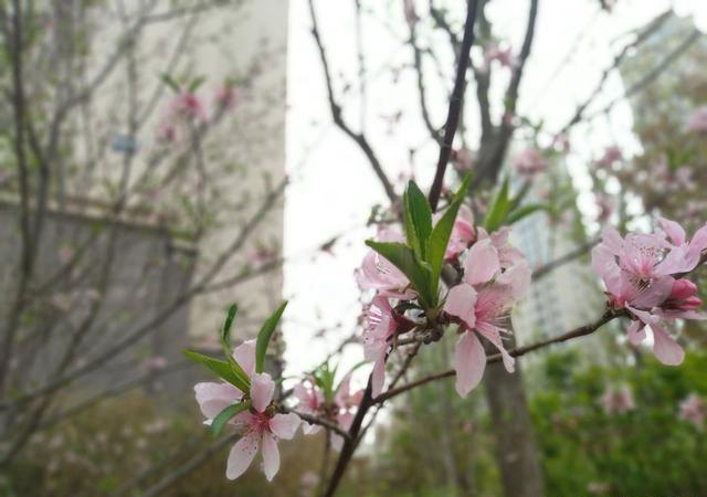 堅果3值得買嗎？錘子堅果3評測