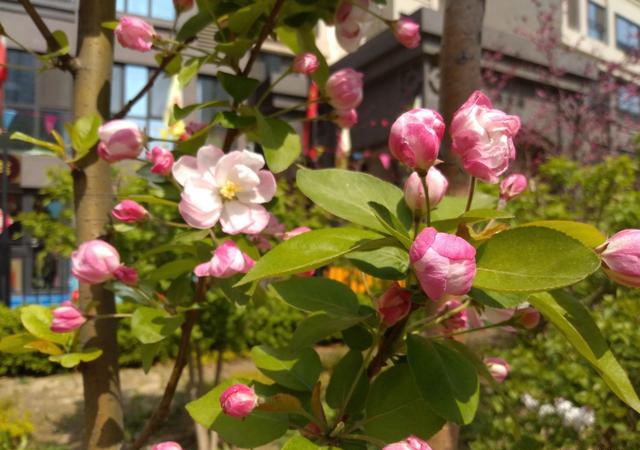 堅果3值得買嗎？錘子堅果3評測