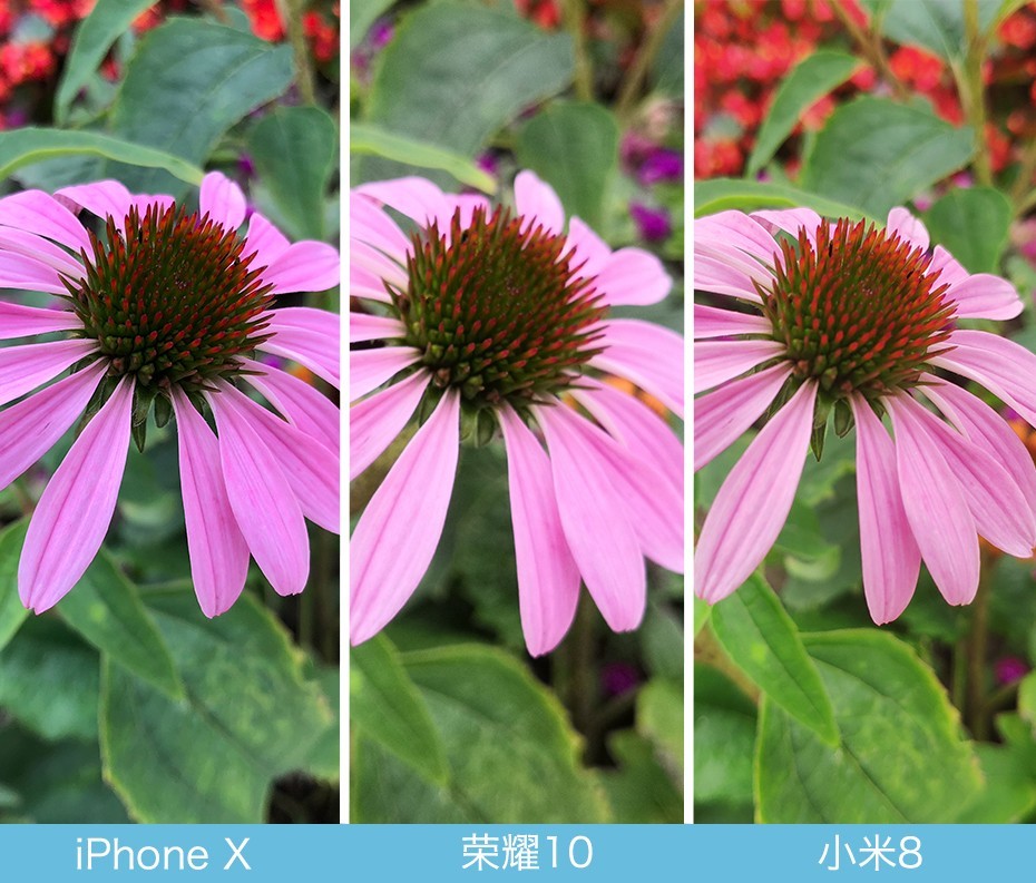iPhone X、榮耀10、小米8拍照對(duì)比評(píng)測 蘋果秒殺一切？